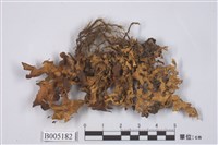 藏品(腎島衣屬)的圖片